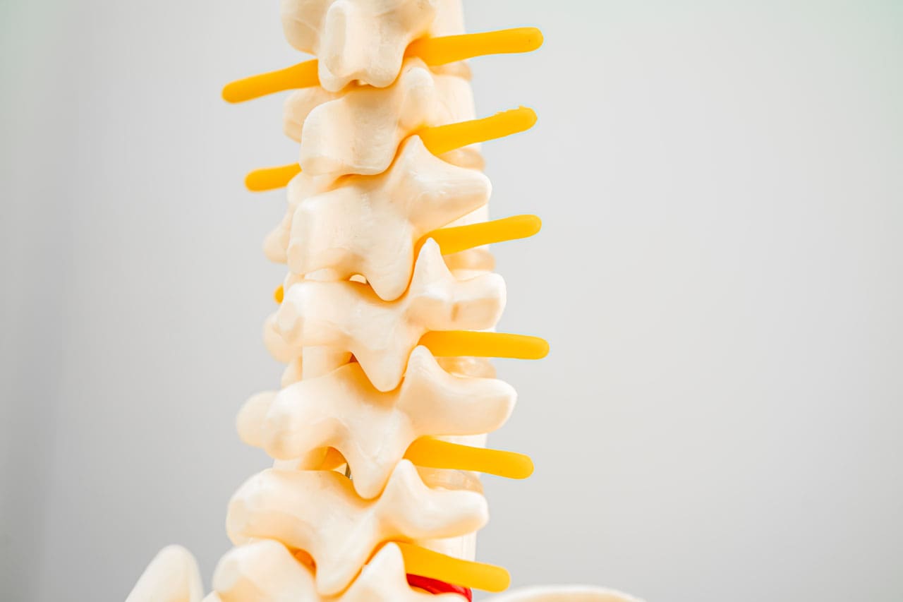 Intervertebral Foramen The Gateway For Spinal Nerve Roots Pushasrx