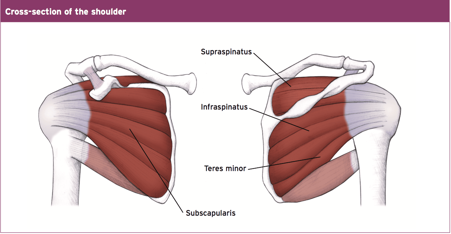 Терес. Надостная мышца(musculus Supraspinatus). Мышцы плеча musculus Supraspinatus. Musculus Subscapularis. Мускулюс субклявиус.