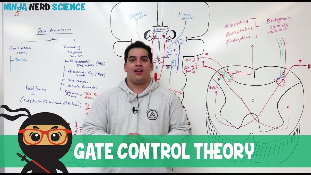 德克萨斯州埃尔帕索市的门控理论和疼痛管理 - PushAsRx 运动训练中心 德克萨斯州埃尔帕索市
